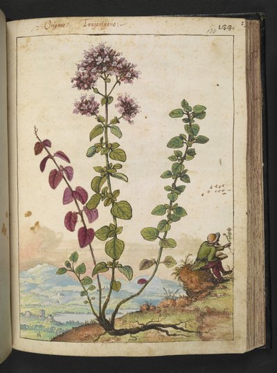 Origanum vulgare, Gherardo Cibon teoksesta "Paintings of Flora of the Roman States", Add MS 22333, f130r, n. 1564-84 (akvarelli ja guassi paperille) tekijältä Gherardo Cibo