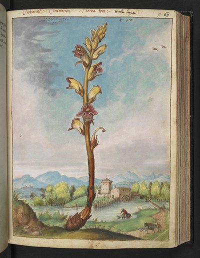 Orobanche gracilis, de "Pintures de Flora dels Estats Romans" de Gherardo Cibo, Add MS 22333, f070r, c.1564-84 (aquarel·la i guaix sobre paper) finlandès tekijältä Gherardo Cibo