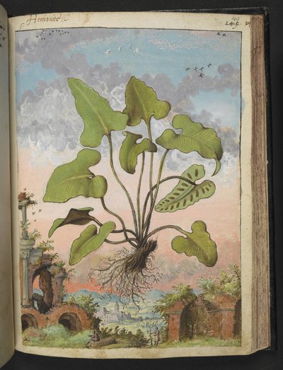 Fhyllitis hemionitis, Gherardo Cibon "Paintings of Flora of the Roman States", Add MS 22333, f143r, n. 1564-84 (akvarelli & guassi paperille) tekijältä Gherardo Cibo