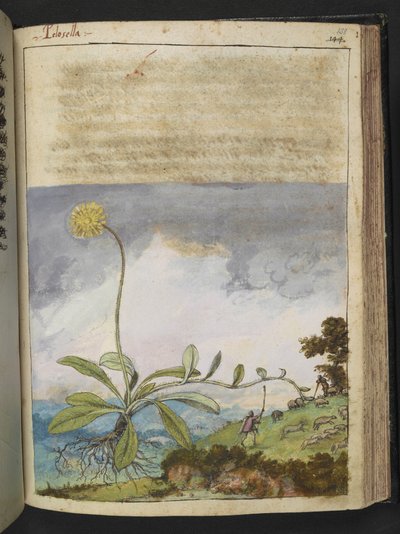 Pilosella officinarum, Gherardo Cibon "Paintings of Flora of the Roman States", Add MS 22333, f138r, n. 1564-84 (akvarelli ja guassi paperille) tekijältä Gherardo Cibo
