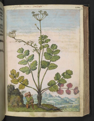Pimpinella major, Gherardo Cibon "Paintings of Flora of the Roman States", Add MS 22333, f100r, n. 1564-84 (akvarelli & guassi paperille) tekijältä Gherardo Cibo