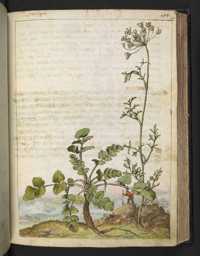 Pimpinella saxifraga, Gherardo Cibon "Paintings of Flora of the Roman States", Add MS 22333, f101r, n. 1564-84 (akvarelli & guassi paperille) tekijältä Gherardo Cibo