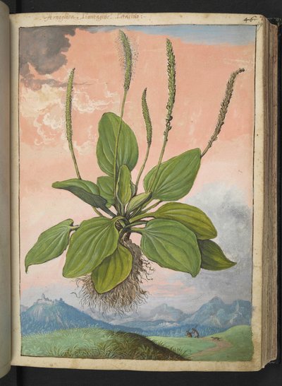 Plantago major, Gherardo Cibon "Paintings of Flora of the Roman States", Add MS 22333, f049r, n. 1564-84 (akvarelli ja guassi paperille) tekijältä Gherardo Cibo