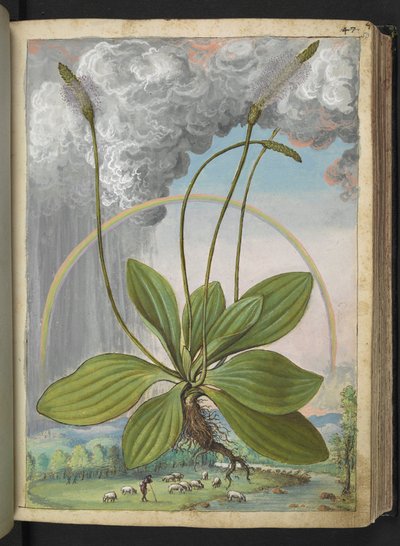 Plantago media, Gherardo Cibon "Paintings of Flora of the Roman States", Lisää MS 22333, f050r, n. 1564-84 (akvarelli ja guassi paperille) tekijältä Gherardo Cibo