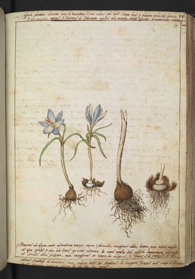 Kasveja sinisten kukkien välissä, Gherardo Cibon "Paintings of Flora of the Roman States", Add MS 22333, f058r, n. 1564-84 (akvarelli & guassi paperille) tekijältä Gherardo Cibo