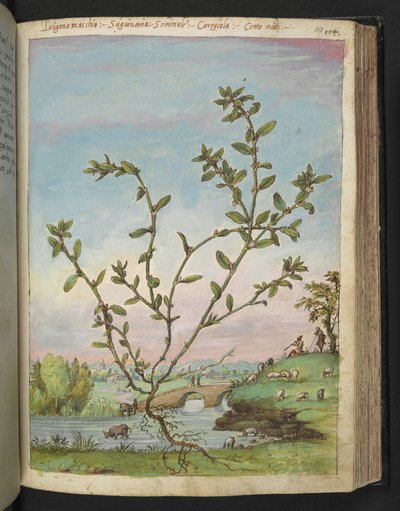 Polygonum aviculare, Gherardo Cibon "Rooman valtioiden kasviston maalauksista", Lisää MS 22333, f111r, n. 1564-84 (akvarelli ja guassi paperille) tekijältä Gherardo Cibo
