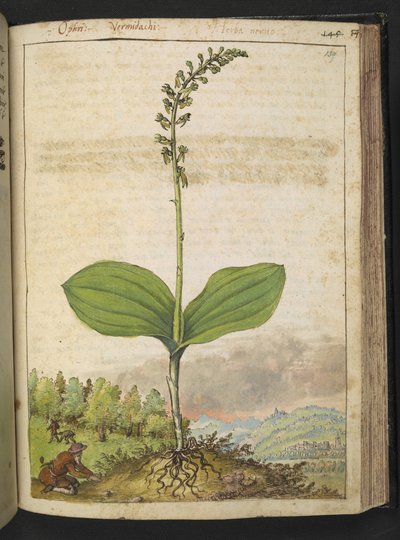 Mahdollisesti Ophrys apifera (mehiläisorkidea), Gherardo Cibon "Paintings of Flora of the Roman States", Add MS 22333, f139r, c.1564-84 (akvarelli & guassi paperille) tekijältä Gherardo Cibo