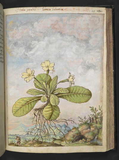 Primula vulgaris, Gherardo Cibon "Paintings of Flora of the Roman States", Add MS 22333, f128r, n. 1564-84 (akvarelli & guassi paperille) tekijältä Gherardo Cibo