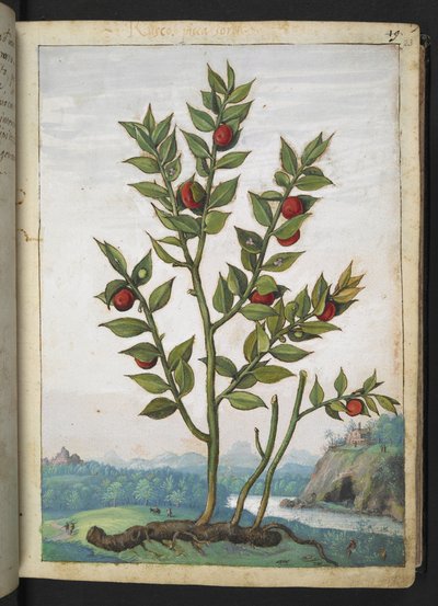 Ruscus aculeatus: punaisia marjoja kantava kasvi, Gherardo Cibon teoksesta Paintings of Flora of the Roman States, Add MS 22333, f023r, c.1564-84 (akvarelli & guassi paperille) tekijältä Gherardo Cibo