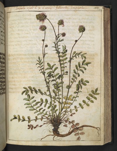 Sanguisorba minor, Gherardo Cibon "Paintings of Flora of the Roman States", Add MS 22333, f102r, n. 1564-84 (akvarelli ja guassi paperille) tekijältä Gherardo Cibo
