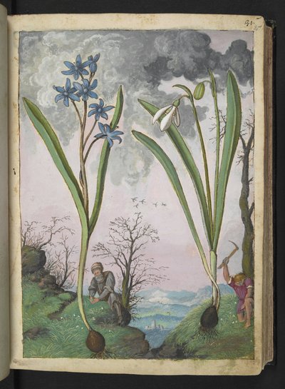 Scilla bifolia ja Galanthus nivalis, Gherardo Cibon teoksesta "Paintings of Flora of the Roman States", Add MS 22333, f035r, n. 1564-84 (akvarelli ja guassi paperille) tekijältä Gherardo Cibo