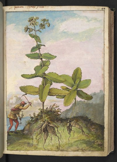 Sedum telephium, Gherardo Cibon teoksesta "Paintings of Flora of the Roman States", Lisää MS 22333, f043r, n. 1564-84 (akvarelli ja guassi paperille) tekijältä Gherardo Cibo