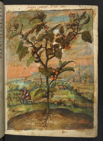 Solanum nigrum: oranssin hedelmäinen kasvi, Gherardo Cibon "Paintings of Flora of the Flora of the Roman States", Add MS 22333, f007r, c.1564-84 (akvarelli & guassi paperille) tekijältä Gherardo Cibo