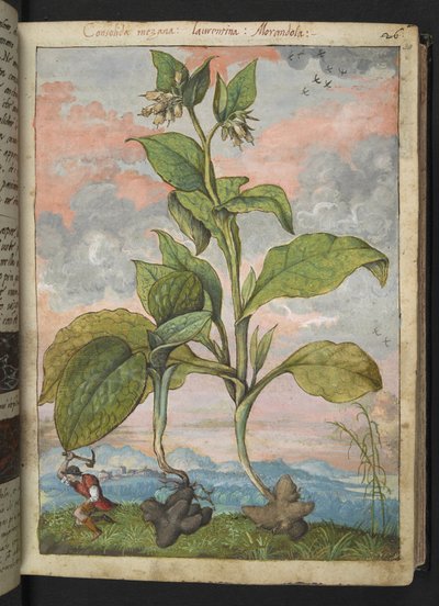 Symphytum tuberosum, Gherardo Cibon teoksesta "Paintings of Flora of the Roman States", Lisää MS 22333, f030r, n. 1564-84 (akvarelli ja guassi paperille) tekijältä Gherardo Cibo