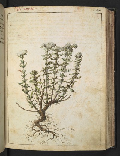Teucrium montanum, Gherardo Cibon teoksesta "Paintings of Flora of the Roman States", Add MS 22333, f068r, n. 1564-84 (akvarelli ja guassi paperille) tekijältä Gherardo Cibo