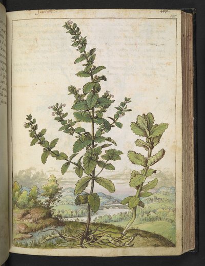 Teucrium scordium, Gherardo Cibon teoksesta "Paintings of Flora of the Roman States", Add MS 22333, f105r, n. 1564-84 (akvarelli ja guassi paperille) tekijältä Gherardo Cibo