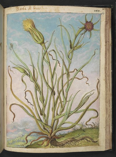 Tragopogon porrifolius, Gherardo Cibon teoksesta "Paintings of Flora of the Roman States", Add MS 22333, f169r, n. 1564-84 (akvarelli ja guassi paperille) tekijältä Gherardo Cibo