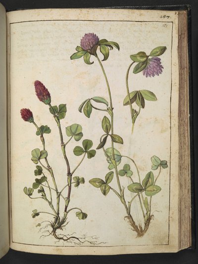 Trifolium incarnatum & Trifolium pratens, Gherardo Cibon teoksesta "Paintings of Flora of the Roman States", Lisää MS 22333, f151r, n. 1564-84 (akvarelli ja guassi paperille) tekijältä Gherardo Cibo