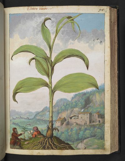 Veratrum nigrum, Gherardo Cibon "Paintings of Flora of the Roman States", Add MS 22333, f096r, n. 1564-84 (akvarelli ja guassi paperille) tekijältä Gherardo Cibo