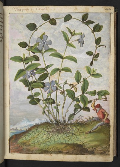 Vinca minor (Periwinkle), Gherardo Cibon teoksesta "Paintings of Flora of the Roman States", Add MS 22333, f026r, n. 1564-84 (akvarelli ja guassi paperille) tekijältä Gherardo Cibo