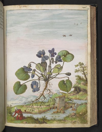 Viola odorata, Gherardo Cibon "Paintings of Flora of the Roman States", Add MS 22333, f104r, c.1564-84 (akvarelli & guassi paperille) tekijältä Gherardo Cibo