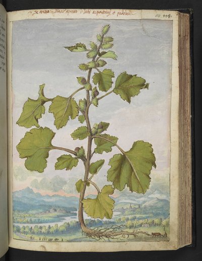 Xanthium strumarium, Gherardo Cibon "Paintings of Flora of the Flora of the Roman States", Add MS 22333, f110r, n. 1564-84 (akvarelli ja guassi paperille) tekijältä Gherardo Cibo