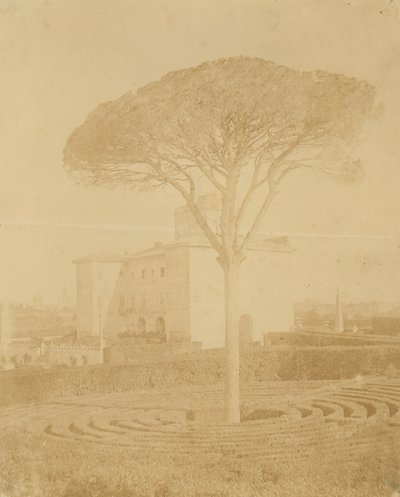 [Puu virallisessa puutarhassa Palazzon ulkopuolella], 1860-70-luku. tekijältä Giacomo Caneva