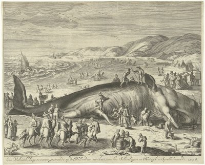 Rannalla oleva valas Berckheyssä, 1598 70 jalkaa pitkä valas, jumissa Hollannin meren rannikolla, Schevelingenin ja Katwykin välissä, Sprokkelmaandtissa, 1598 (otsikko esineessä) tekijältä Gilliam van der Gouwen