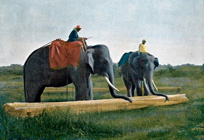 Elefantit siirtävät tukkia, Ceylon, c1890 tekijältä Gillot