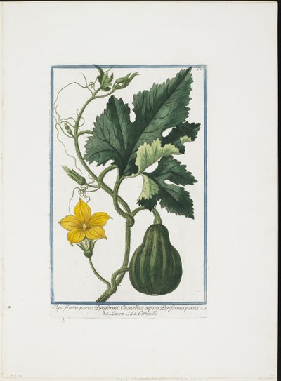 Vihannesprintti, Hortus Romanus, Voi. I tai II, 1772-93 (pistekaiverrus, käsinvärinen guassi) tekijältä Giorgio Bonelli