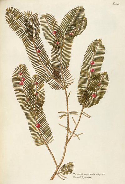 Euroopan marjakuusi (Taxus baccata), Giovanni Antonio Bottionen Taxaceae, akvarelli tekijältä Giovanni Antonio Bottione
