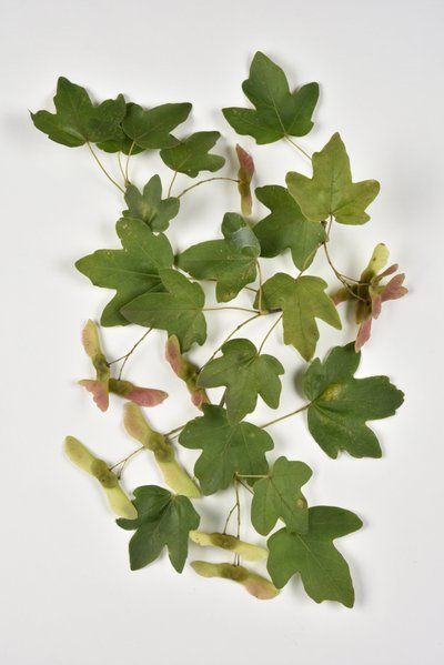 Campestre Acer/Country Maple/Small Maple tekijältä Phillipe de Marlier