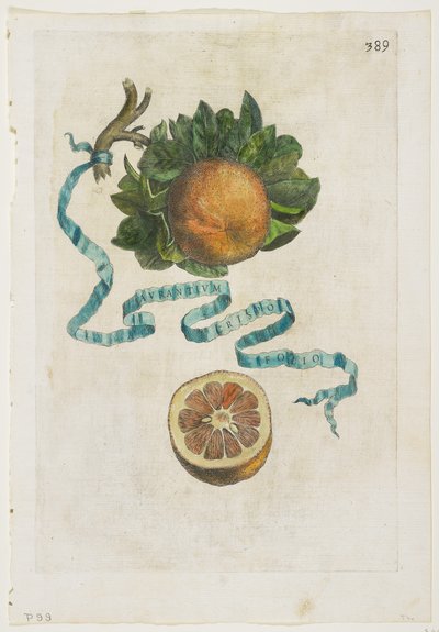 Aurantium Crispo Folio, Hesperides, 1646 tekijältä Giovanni Battista Ferrari