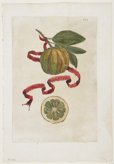 Aurantium Virgatum, Hesperides, 1646 tekijältä Giovanni Battista Ferrari