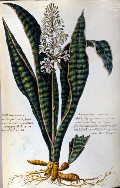 Aloe. Lääkekasvit. Kaiverrus - "Käytännön kasvitieteellinen historia, tai kasvien nimikkeistö, kuvaus ja hyveet, jotka kuuluvat lääketieteen käyttöön..." tekijältä Giovanni Battista Morandi
