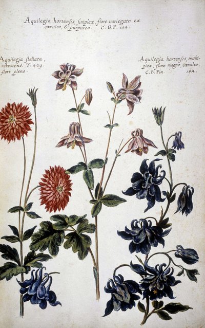 Kasvitieteellinen taulu: kolmenlaisia ​​ankoleita (Aquilegia) - Giovanni Battista Morandin (? - 1761) teoksessa "Käytännön kasvitieteellinen historia tai median, nimikkeistön, kuvauksen ja hyveiden käytön kannalta merkityksellisiä kasveja..." tekijältä Giovanni Battista Morandi