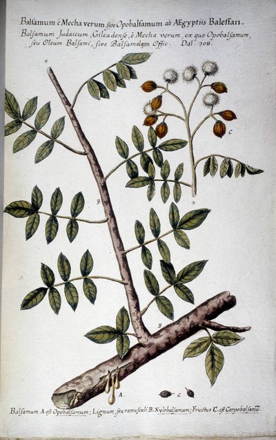 Opobalsamum (oksa, jossa seve) - Giovanni Battista Morandin (? - 1761) teoksessa "" Käytännön kasvitieteellinen historia tai median, nimikkeistön, kuvauksen ja hyveiden käyttöön liittyvät kasvit..." tekijältä Giovanni Battista Morandi