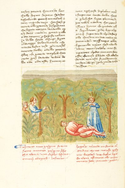 Dekameron, Salvia-kasvi - Pasquinon kuolema , Neljäs päivä, novelli 7. tekijältä Giovanni Boccaccio