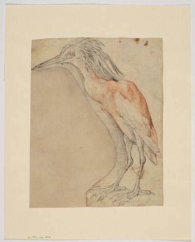 Heron, recto (liitu paperille) tekijältä Giovanni da Udine (after)