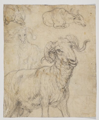 Ram ja puhveli, verso (liitu- ja vesiväripiirustus) tekijältä Giovanni da Udine (after)