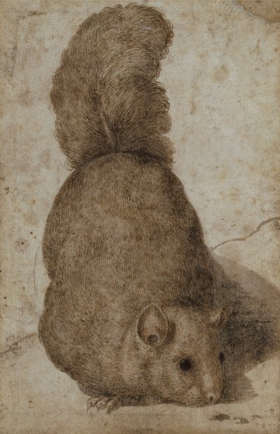 Orava (kynä ja muste) tekijältä Giovanni da Udine (attr. to)