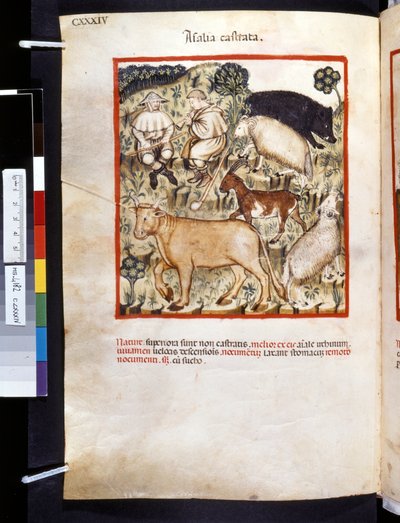 Ububchasym de Baldachin Theatrum sanitatis: "Animalia Castrata", 1300-luvun ensimmäinen vuosikymmen (pienoiskuva). tekijältä Giovannino de