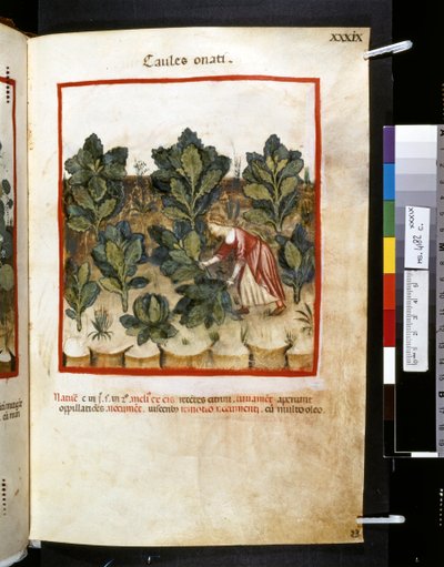 Ububchasym de Baldachin Theatrum sanitatis: "Caules Onati", 1300-luvun ensimmäinen vuosikymmen (pienoiskuva). tekijältä Giovannino de