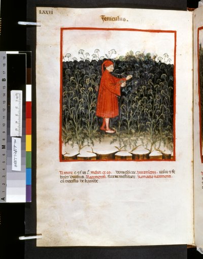 Ububchasym de Baldachin Theatrum sanitatis: "Feniculus", 1300-luvun ensimmäinen vuosikymmen (pienoiskuva). tekijältä Giovannino de