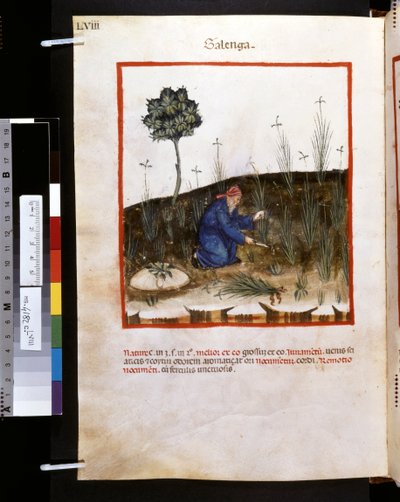 Ububchasym de Baldachin Theatrum sanitatis: "Galenga", 1300-luvun ensimmäinen vuosikymmen (pienoiskuva). tekijältä Giovannino de