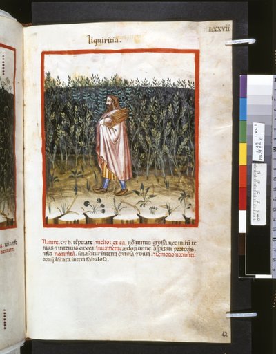 Ububchasym de Baldachin Theatrum sanitatis: "Liquiritia", 1300-luvun ensimmäinen vuosikymmen (pienoiskuva). tekijältä Giovannino de