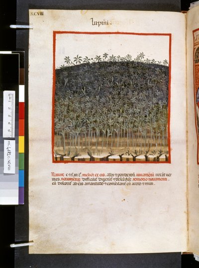 Ububchasym de Baldachin Theatrum sanitatis: "Lupini", 1300-luvun ensimmäinen vuosikymmen (pienoiskuva). tekijältä Giovannino de