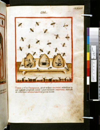 Ububchasym de Baldachin Theatrum sanitatis: "Mel", 1300-luvun ensimmäinen vuosikymmen (pienoiskuva). tekijältä Giovannino de