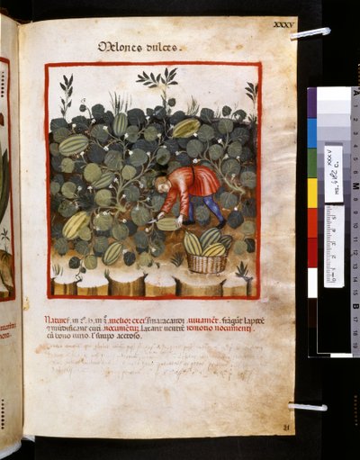 Ububchasym de Baldachin Theatrum sanitatis: "Melones Dulces", 1300-luvun ensimmäinen vuosikymmen (pienoiskuva). tekijältä Giovannino de