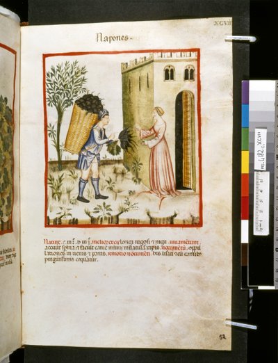 Ububchasym de Baldachin Theatrum sanitatis: "Napones", 1300-luvun ensimmäinen vuosikymmen (pienoiskuva). tekijältä Giovannino de